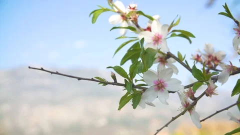 Flowers of the almond tree blooming in spring Stock Footage 126046566