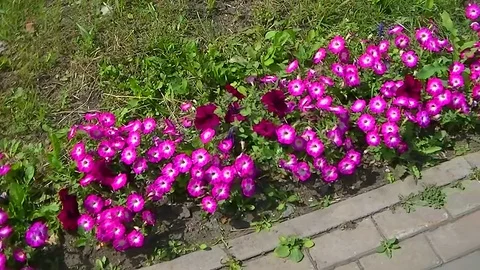 Flowers along the footpath Stock Footage 92624236