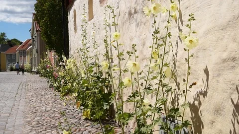 Flowers along a wall Stock Footage 94439276