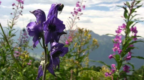 Flowers in the Alps 库存影片 419696