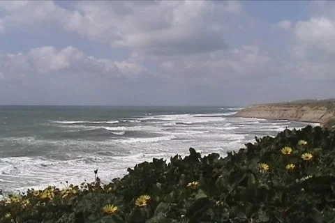 Flowers and beach Stock Footage 118254