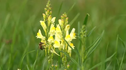 Flowers and bee Stock-Footage 12032874