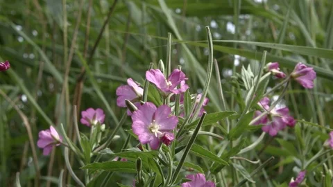 Flowers and bee Video stock 78362204