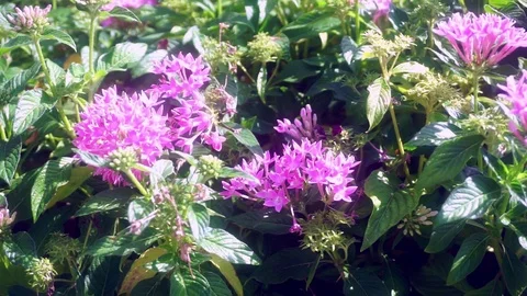 Flowers and a Bee Stock Footage 79126383