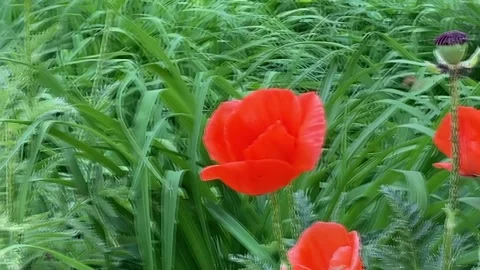 Flowers and bee Stock Footage 133643049