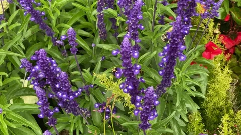 Flowers and a Bee Stock Footage 138541029