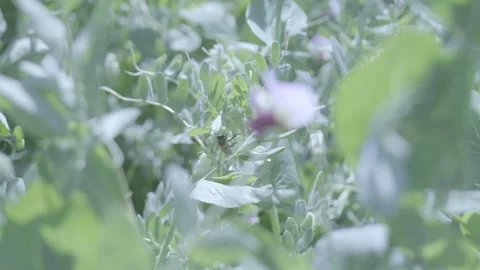 Flowers and bee Video stock 151871857