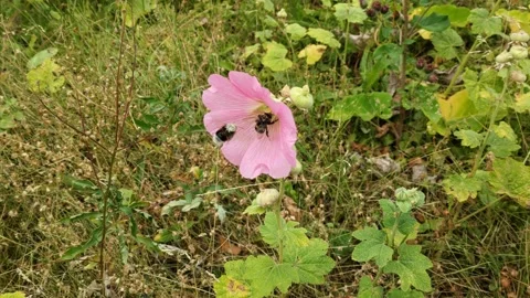 Flowers and bee Stock Footage 203958758