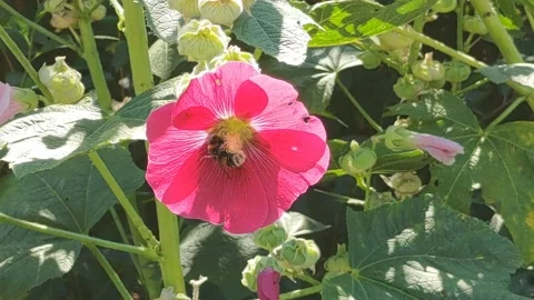 Flowers and bee Stock Footage 204024382