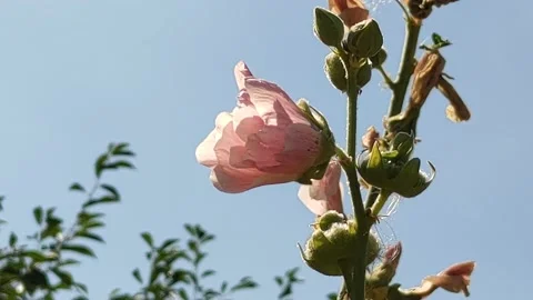 Flowers and bee Stock Footage 204024420