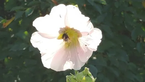 Flowers and bee Stock Footage 204024433