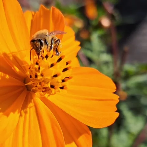 Flowers and bee Stock-Footage 293845800