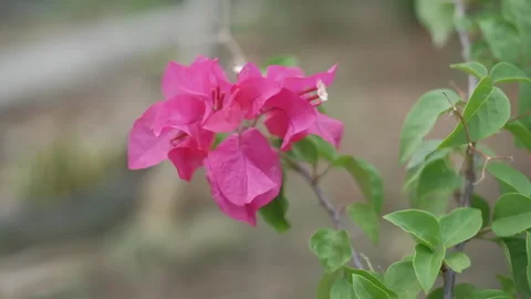 Flowers and bee Stock Footage 297651510