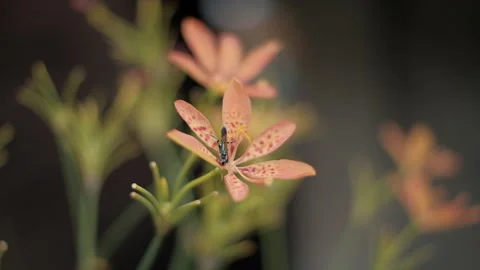 Flowers and bee Stock Footage 297651732