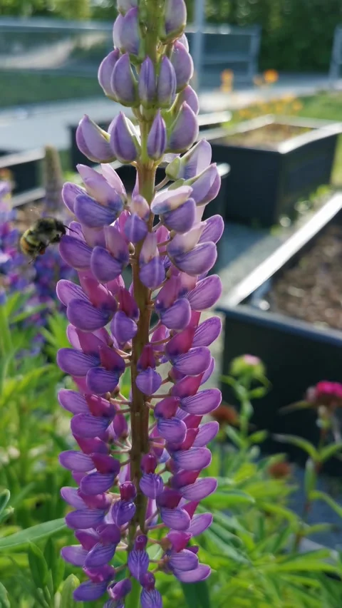 Flowers and a Bee Stock Footage 326081058