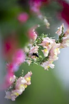 Flowers and bee Stock Photos