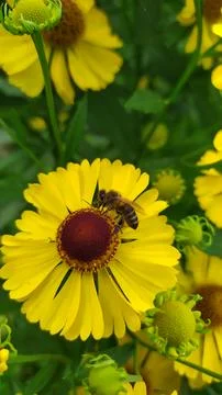 Flowers and bee Stock Photos