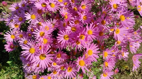 Flowers and bees (2) 4K 30 FPS Stock Footage 287038336