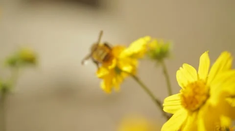 Flowers and bees in desert Видео 10991244