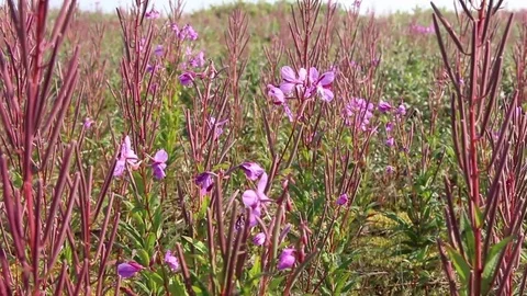 Flowers and bees Stock Footage 82020622