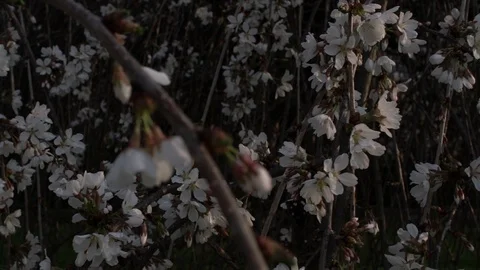 Flowers and Bees Stock Footage 90868624