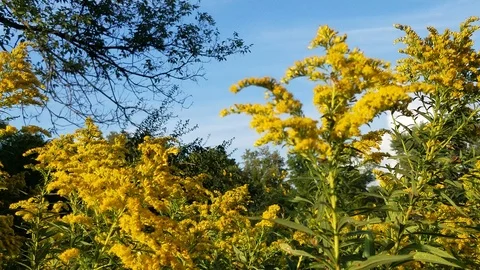 Flowers and bees Stock Footage 95158220
