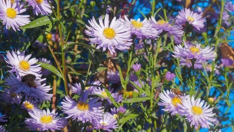 The flowers and the bees Stock Footage 96305360