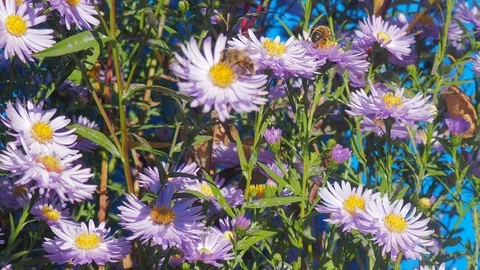 The flowers and the bees Stock Footage 96305399