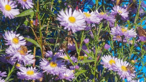 The flowers and the bees Stock Footage 96305437