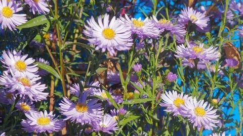 The flowers and the bees Stock Footage 96305441