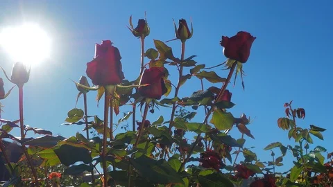 The flowers and the bees Stock Footage 96305455