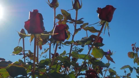 The flowers and the bees Video stock 96305465