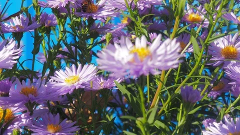 The flowers and the bees Stock Footage 96305490