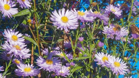 The flowers and the bees Stock Footage 96305524