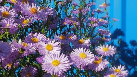 The flowers and the bees Stock Footage 96305528