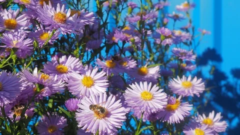 The flowers and the bees Stock Footage 96305595