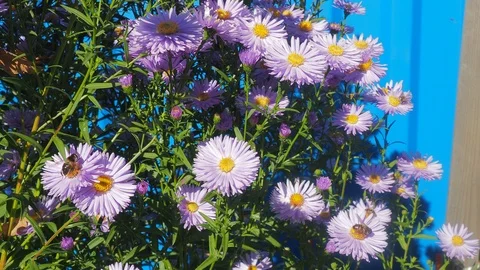 The flowers and the bees Stock Footage 96405590