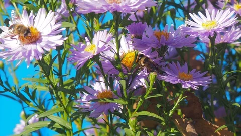 The flowers and the bees Video stock 96405601