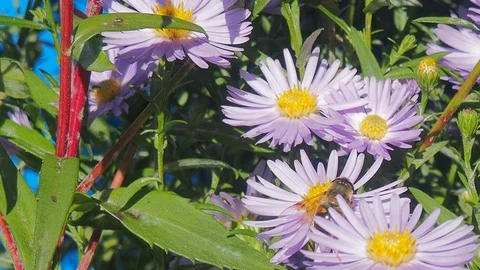The flowers and the bees Video stock 96405605