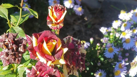 The flowers and the bees Video stock 96405617