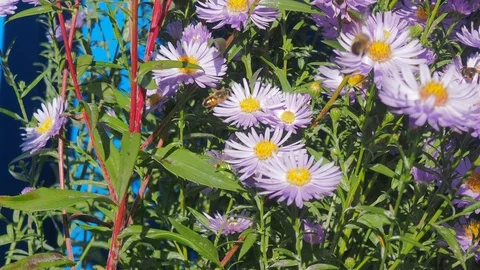 The flowers and the bees Video stock 96405626