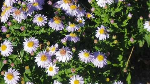 The flowers and the bees Video stock 96405652