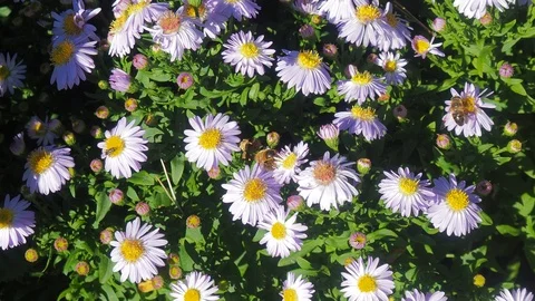 The flowers and the bees Video stock 96405668