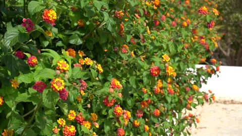 Flowers and bees. Stock Footage 196482820