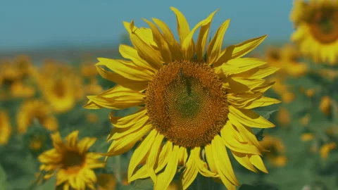 Flowers and bees 스톡 동영상 249915920