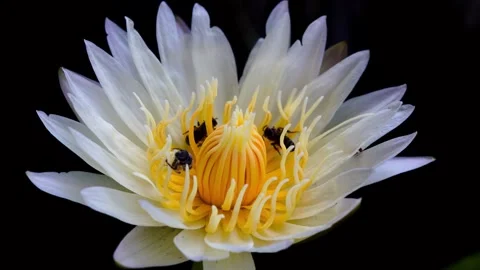 Flowers and bees Stock Footage 336520681