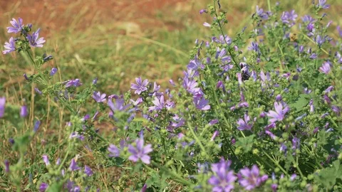 Flowers and bees in the summer 스톡 동영상 71273791