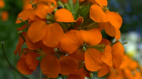 Flowers And Beetles 動画素材 38441708
