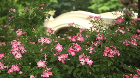 Flowers and Bow Bridge Central Park Stock Footage 68640686