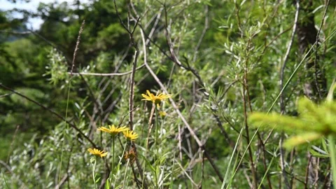 Flowers and branches move in the wind in the mountains 스톡 동영상 211462113